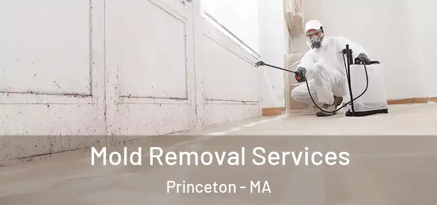 Mold Removal Services Princeton - MA