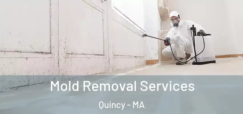  Mold Removal Services Quincy - MA