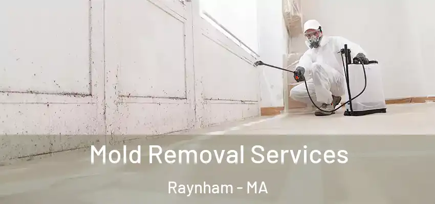 Mold Removal Services Raynham - MA