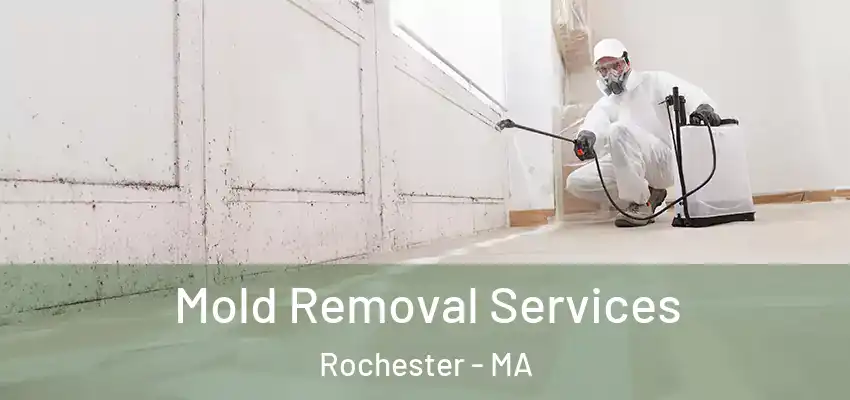  Mold Removal Services Rochester - MA