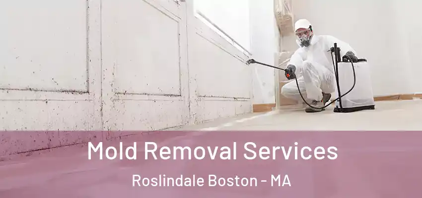 Mold Removal Services Roslindale Boston - MA
