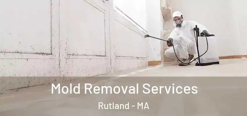 Mold Removal Services Rutland - MA