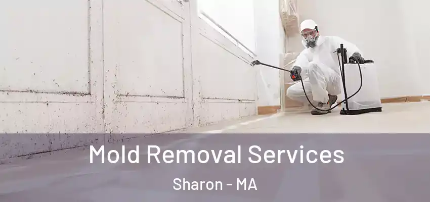 Mold Removal Services Sharon - MA