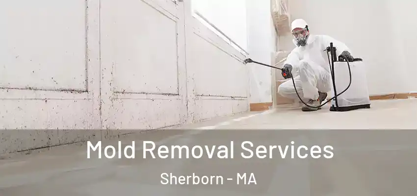 Mold Removal Services Sherborn - MA