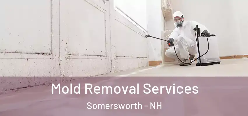 Mold Removal Services Somersworth - NH