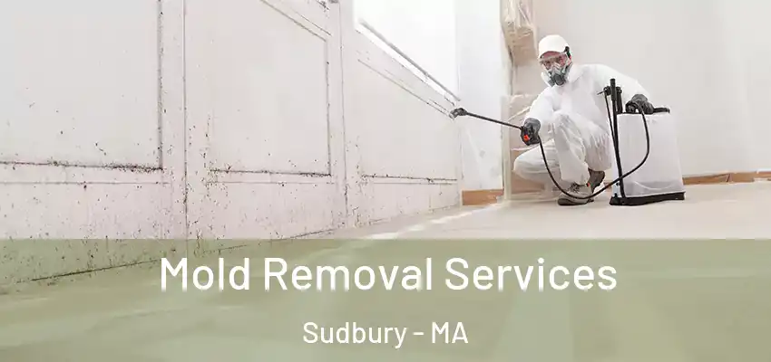 Mold Removal Services Sudbury - MA