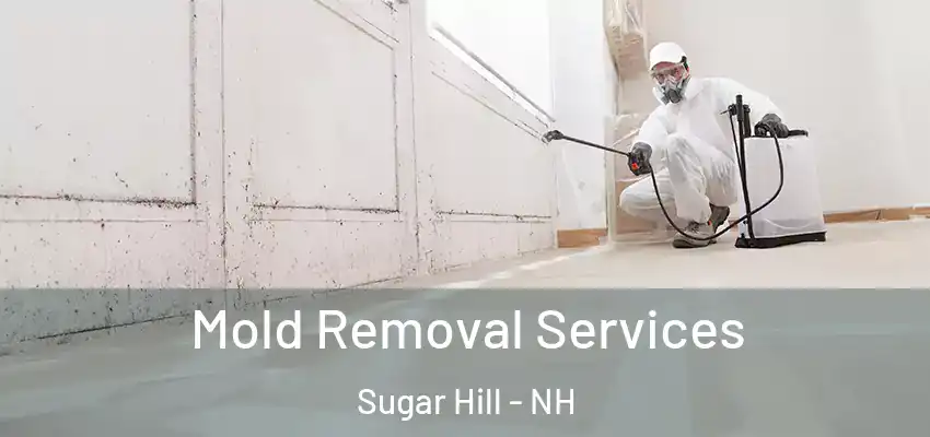 Mold Removal Services Sugar Hill - NH