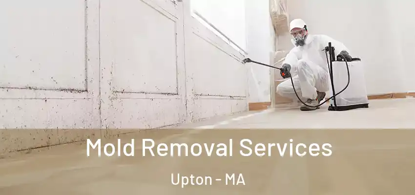 Mold Removal Services Upton - MA
