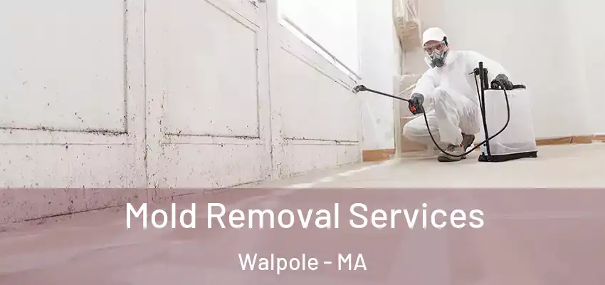 Mold Removal Services Walpole - MA