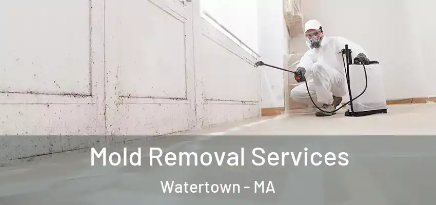 Mold Removal Services Watertown - MA