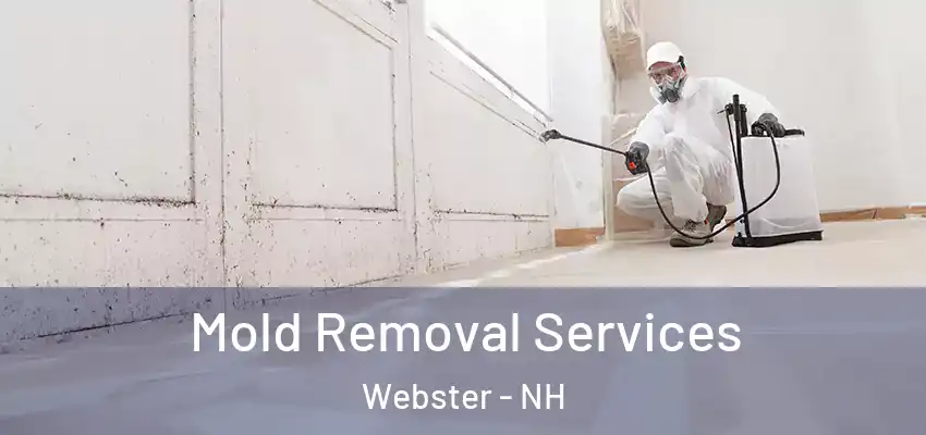 Mold Removal Services Webster - NH