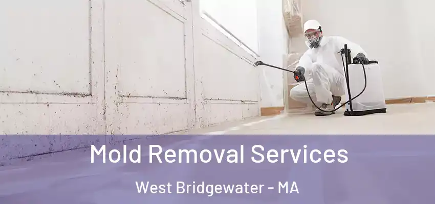  Mold Removal Services West Bridgewater - MA