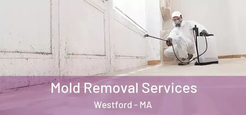 Mold Removal Services Westford - MA