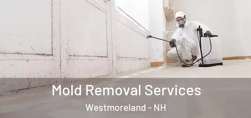 Mold Removal Services Westmoreland - NH