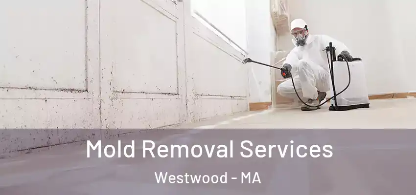 Mold Removal Services Westwood - MA