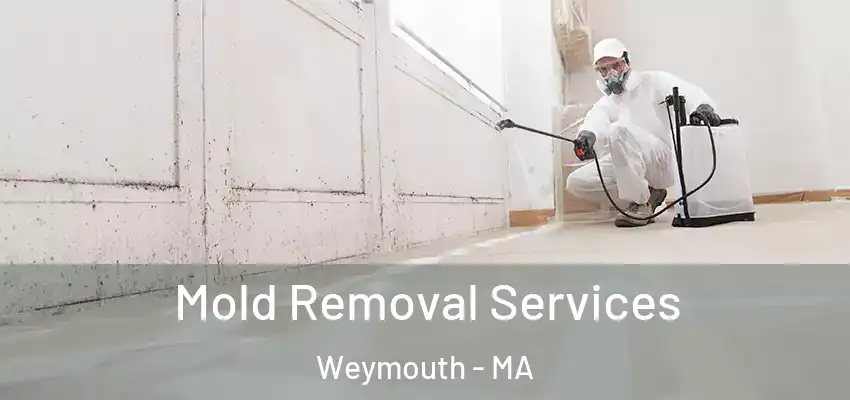 Mold Removal Services Weymouth - MA