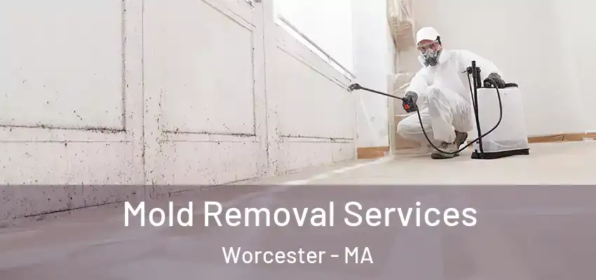  Mold Removal Services Worcester - MA