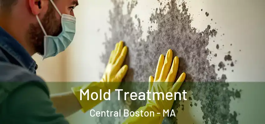  Mold Treatment Central Boston - MA