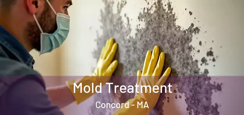  Mold Treatment Concord - MA