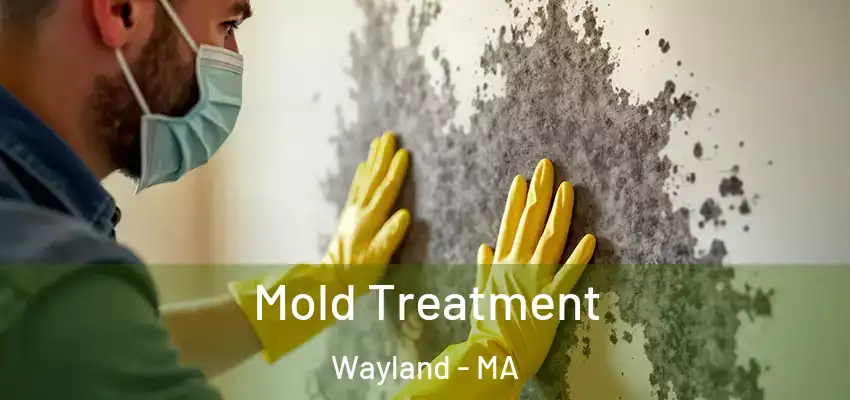  Mold Treatment Wayland - MA
